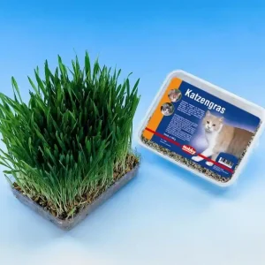Endast idag Kattgräs i sålåda 100 g, Nobby