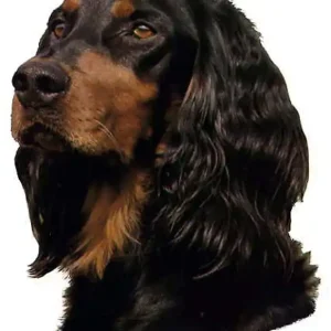 Dekal Gordon Setter Handla nu