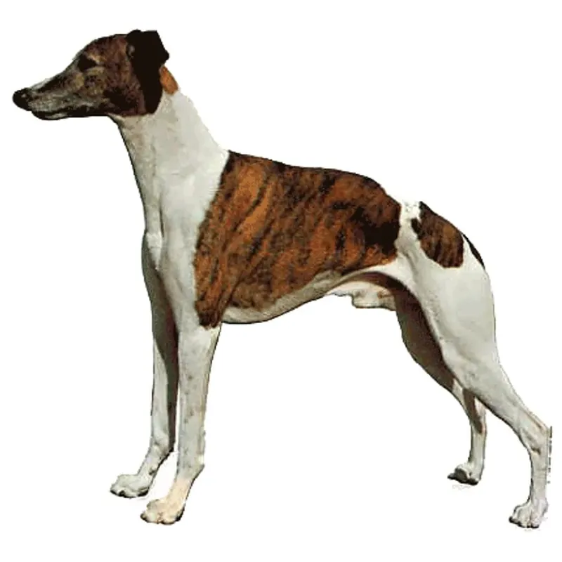 Begränsat antal Dekal M Whippet Hel 2-pack