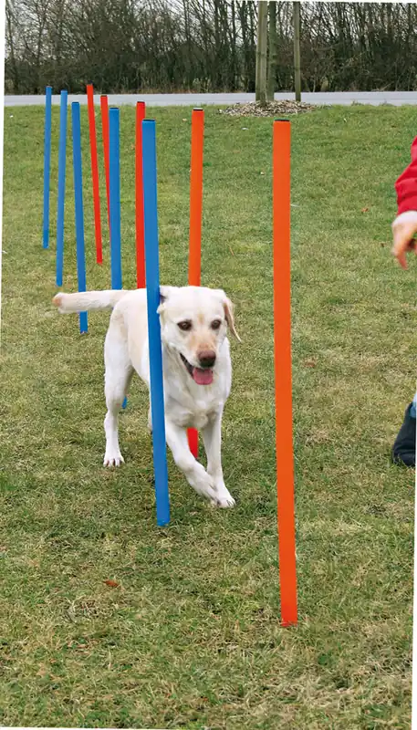 Erbjudandepris Agility Slalompinnar 12 st, 115 cm