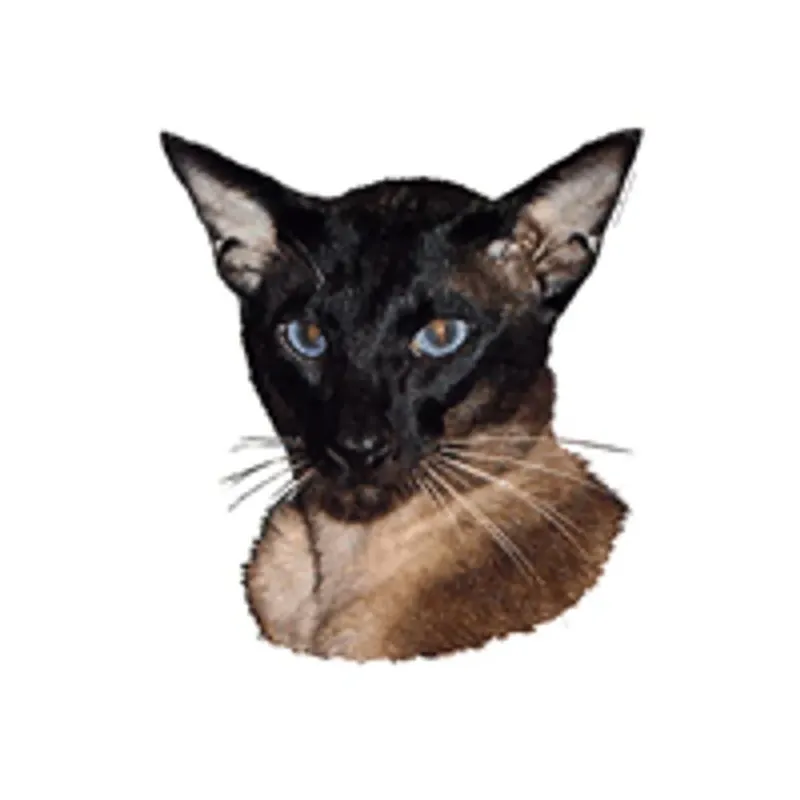 Bästa pris Dekal M Siamese Huvud 2-pack