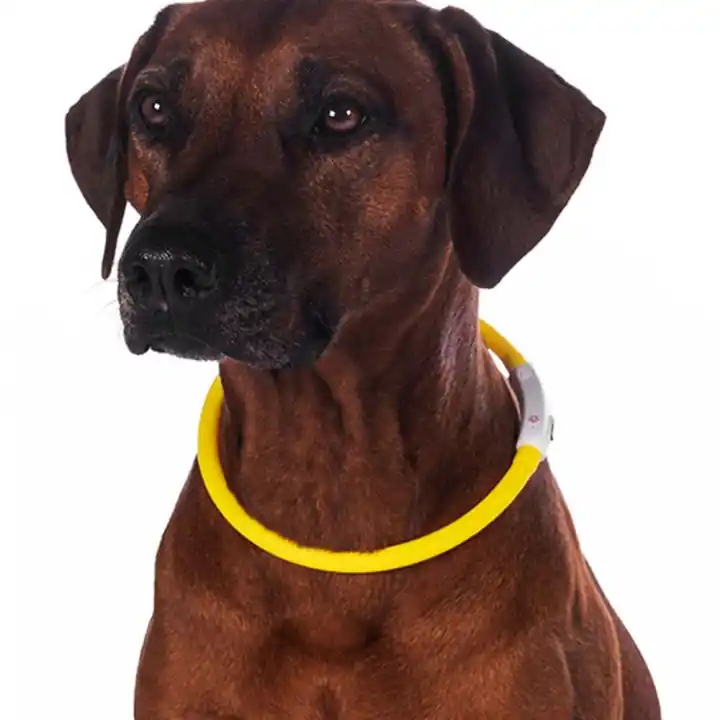 Hundhalsband LED Lights Gul I lager