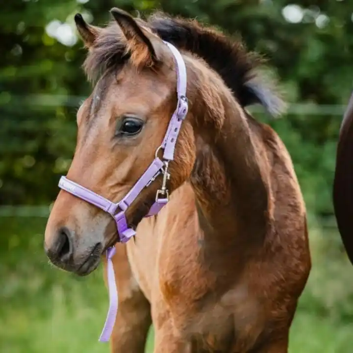 Expressleverans Fölgrimma Malva HG Lila