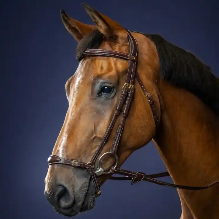 Snabb leverans Träns Remontnosgrimma Dyon Collection Brun