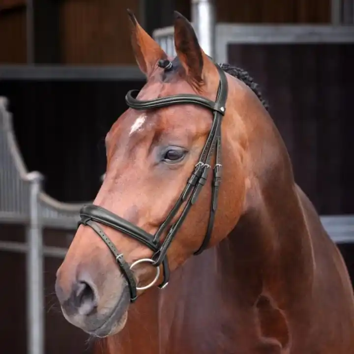 Träns LUSSO Elite Svart Rabatter