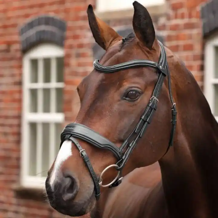 Kundfavorit Träns Bred Nosgrimma LUSSO Opus 180M Svart