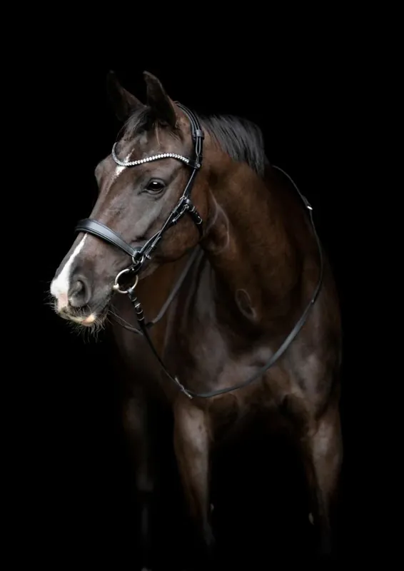 Gentle Bridle - Komplett träns - Stl Cob - Svart Köp nu