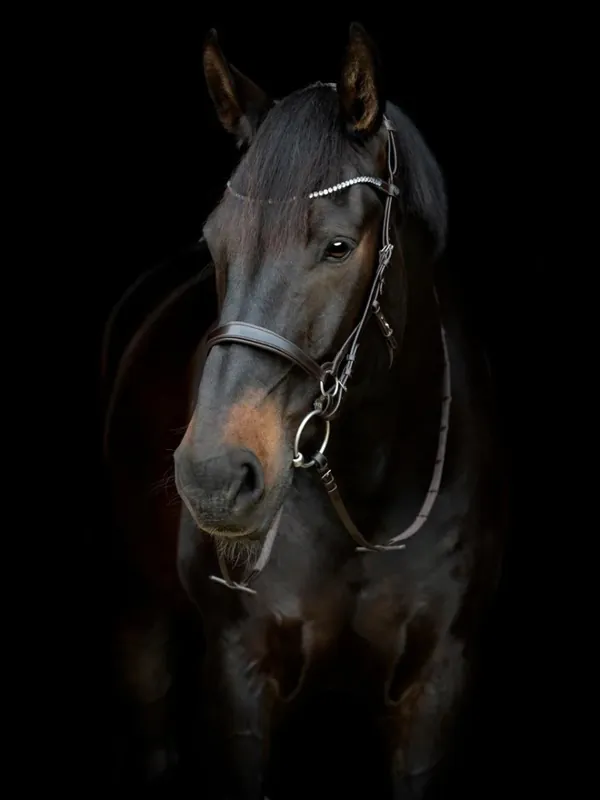 Fynd Gentle Bridle - Komplett träns - Stl Cob - Brun