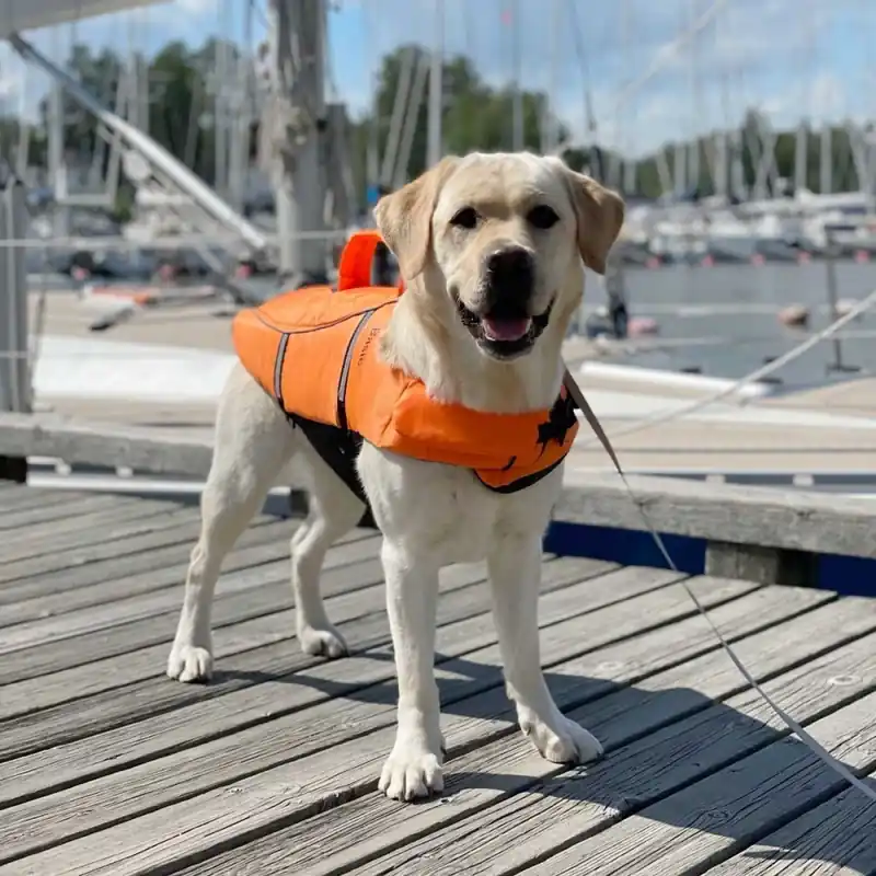 Begränsat antal Basic Float Eco Hundflytväst Orange (XS)
