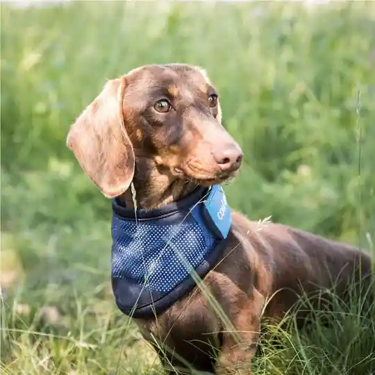 Back on Track Cool on Track Kylande Hundscarf (S) Fynd