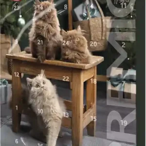 Adventskalender till Katt - Premio Outlet