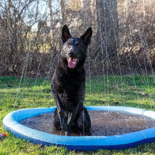 Dog Splash Pool - 150 cm I lager