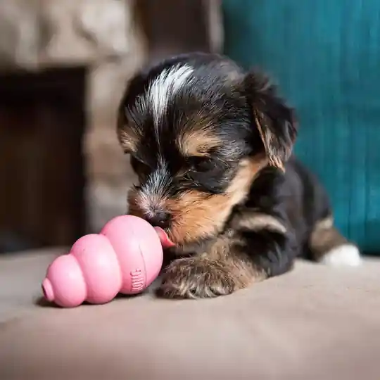 KONG Puppy Gummileksak - X-Small Snabb leverans