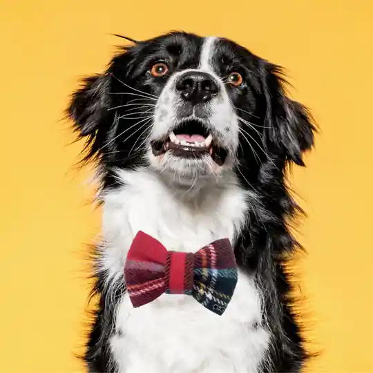 Funky Dog - Fluga Hund och Katt - Rutig (M - 9 cm) Reapris
