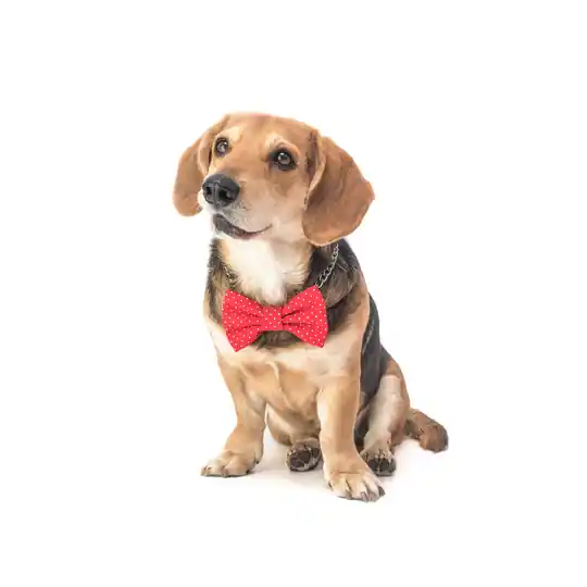 Funky Dog - Fluga Hund och Katt - Röd med vita prickar (XL - 15 cm) Handla nu