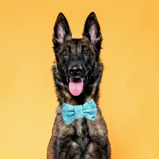 Funky Dog - Fluga Hund och Katt - Turkos med Snöflingor (XL - 15 cm) Nyhet