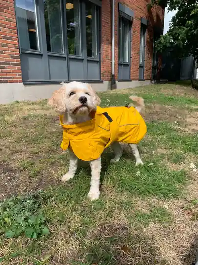 Record Peak-29 Regnjacka för hund med fodring - gul (35) Begränsat antal