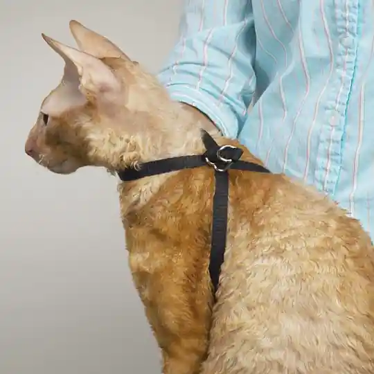 Ställbar Kattsele i Nylon Sista chansen