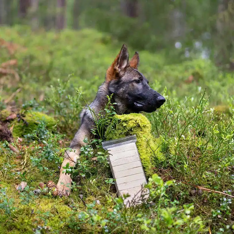 Endast idag Spårpinne trä 10st 2x2x10cm