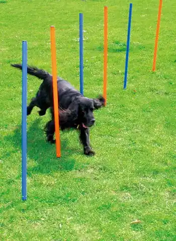 Agility Slalompinnar 12st, Pawise Outlet