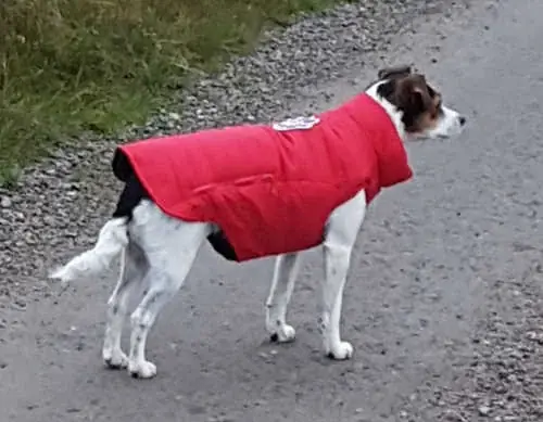 Vintertäcke Hund nylonfodrat L 50x60cm Rött, Canada Pooch Billig