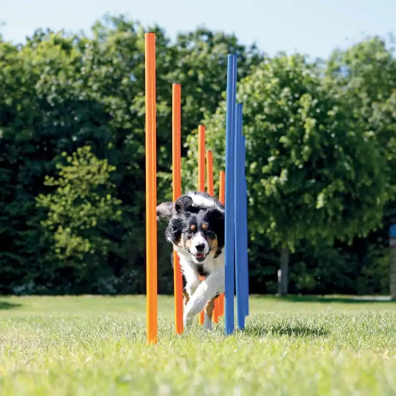 Beställ idag Trixie Agility Slalompinnar 12-pack