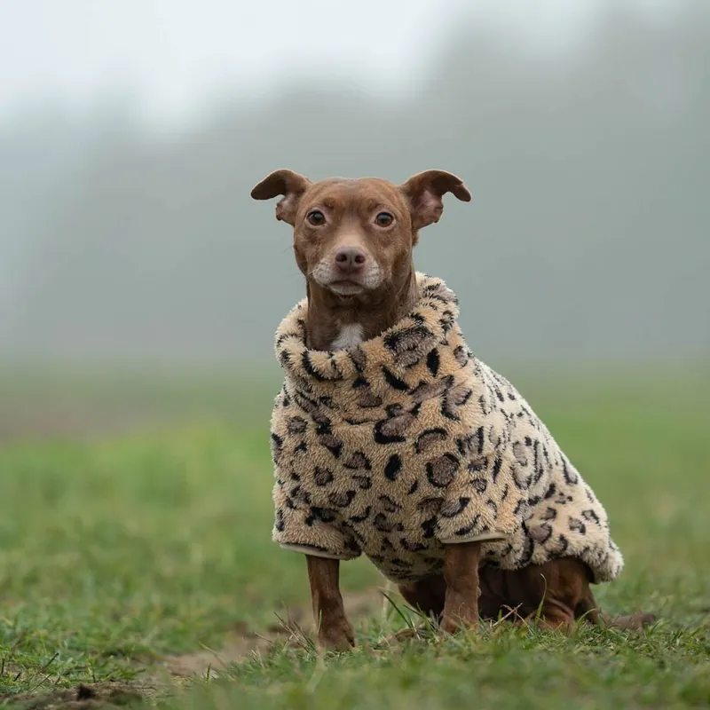 51 Degrees North Turtle Teddy Hundtröja Leopard I lager