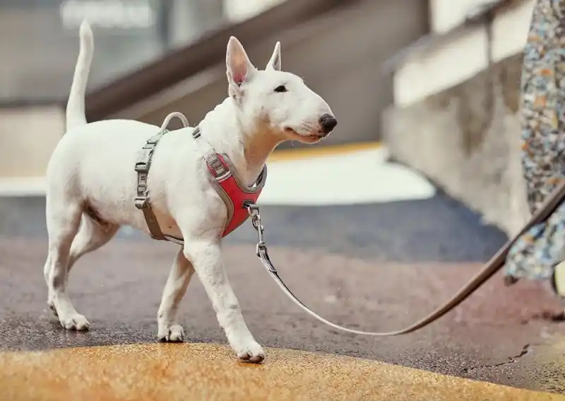 Hurtta Venture No-Pull Hundsele Expressleverans