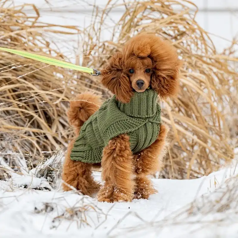 Rukka Wooly Hundtröja Stickad Grön Endast idag