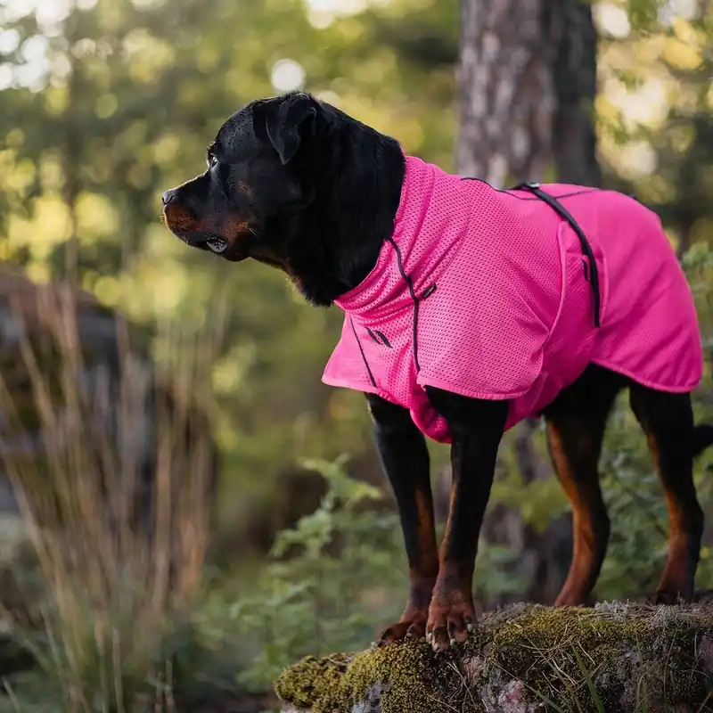 Back on Track Hundnättäcke Limited Edition Rosa Begränsat erbjudande