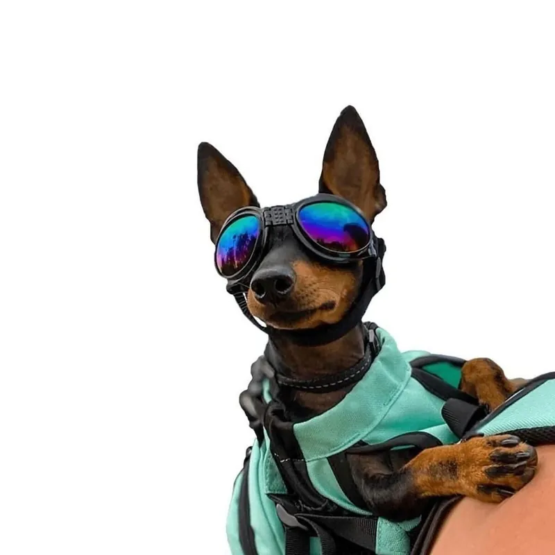 K9 Sport Goggles till Hund Svart Beställ nu