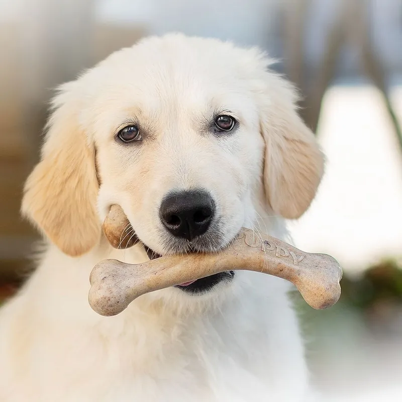 Benebone Puppy Wishbone Bacon Handla nu