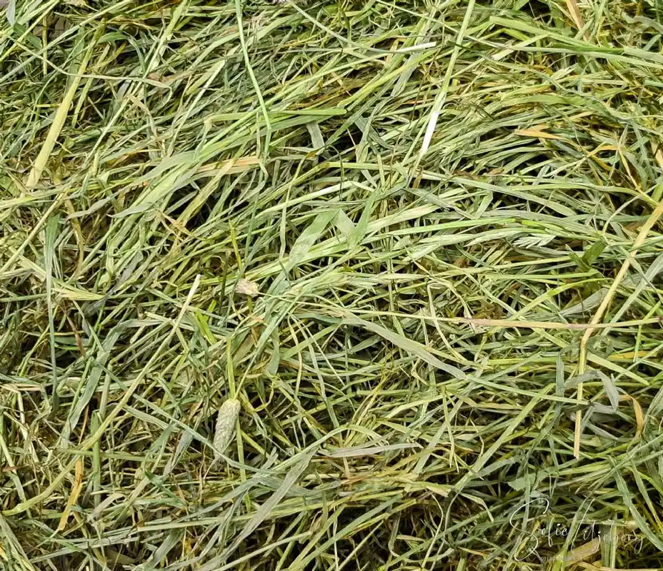 Teddytassens Närproducerade noga utvalt ekologiskt hö ca 30L prisnedsättning