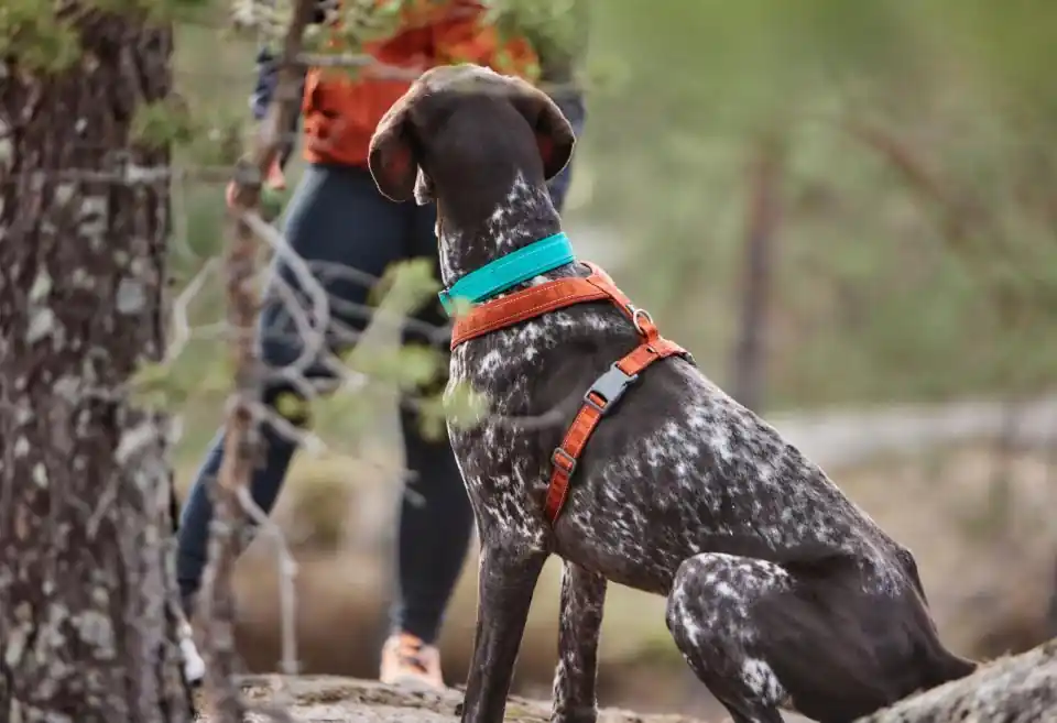 Hundsele Casual Y-Sele Hurtta Bästa pris