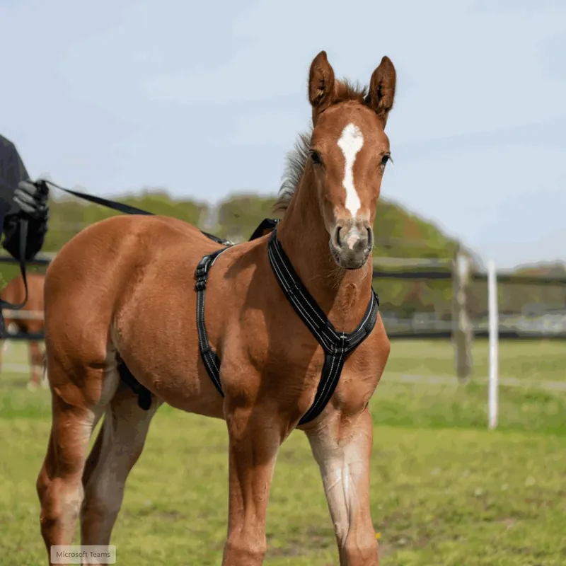 Outlet Fölsele Foal harness Sprenger