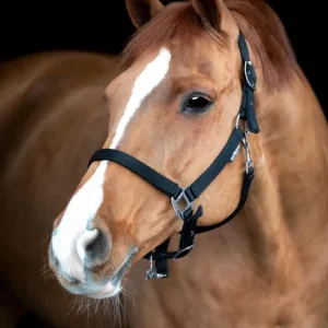 Bästa pris Grooming grimma Saby Horse Guard