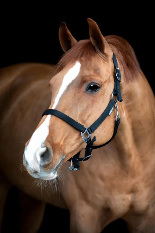 Bästa pris Grooming grimma Saby Horse Guard
