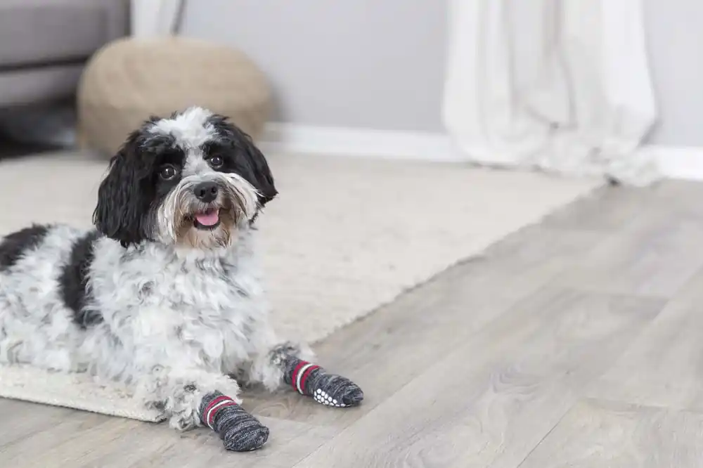Hundsockar non-slip 2-pack Trixie Köp nu