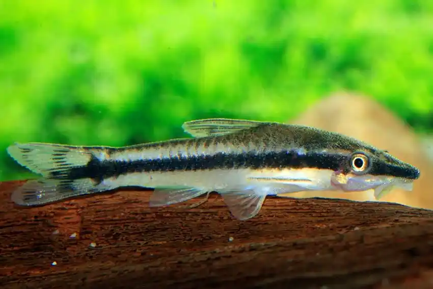 Köp nu Otocinclus vittatus