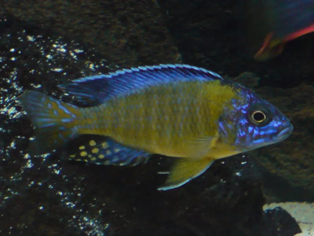 Aulonocara blue neon Nyhet