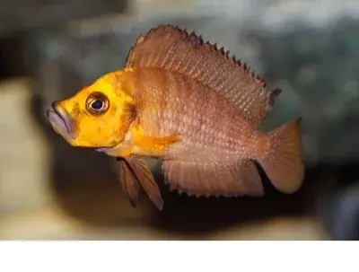 Altolamprologus compressiceps Titcha “MANDARIN” Erbjudande