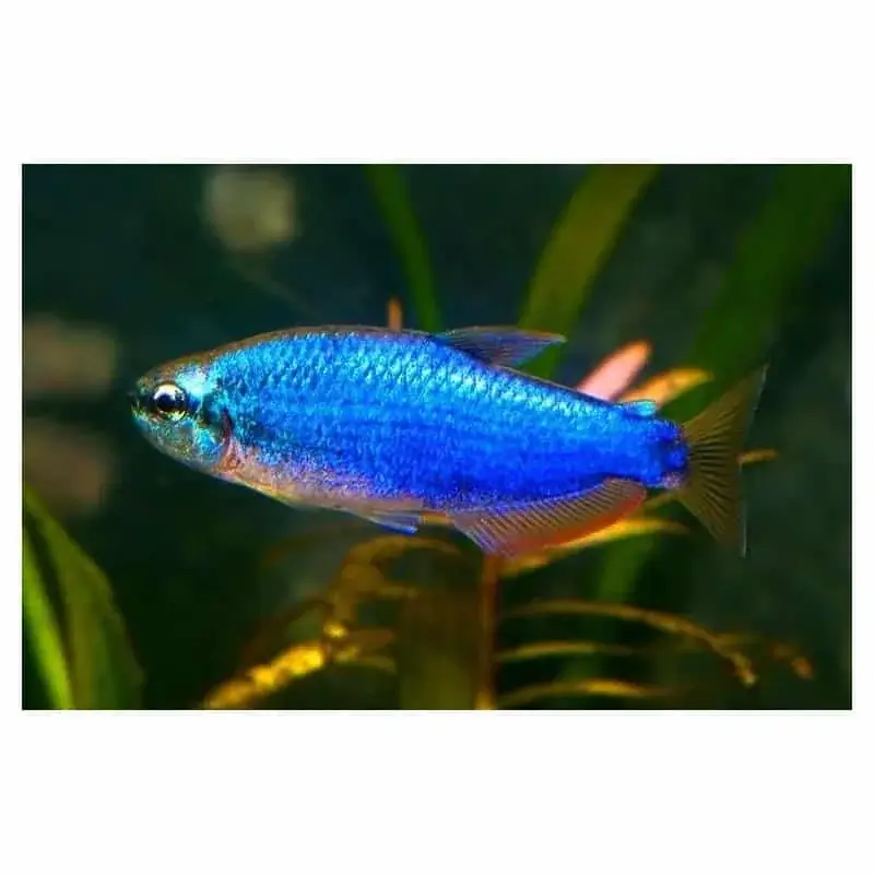 Extra rabatt Inpaichthys / kerri superblue