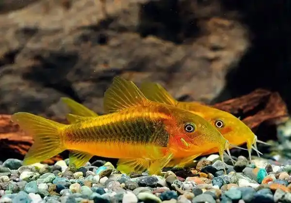 Corydoras goldstripe Beställ idag