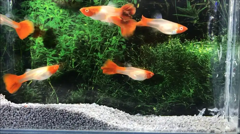Snabb frakt Poecilia reticulata Koi Kohaku