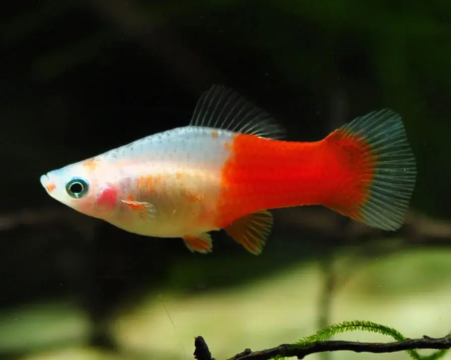 Xiphophorus hellerii-Koi kahaku-svärdbärare Kundfavorit