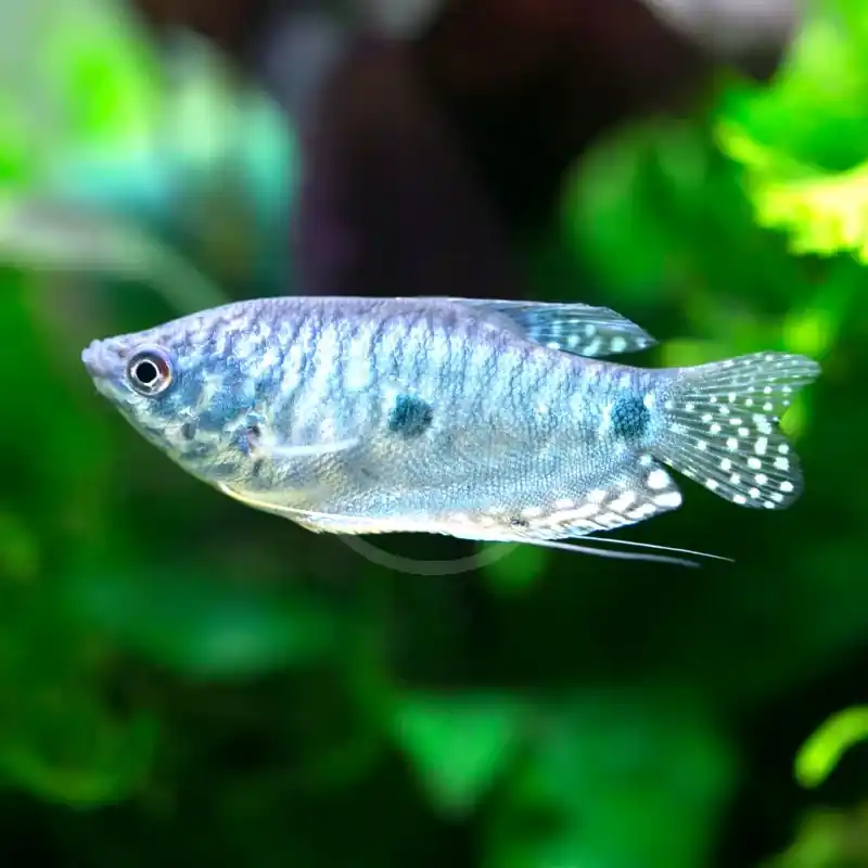 Trygg betalning Trichopodus trichopterus -Gurami