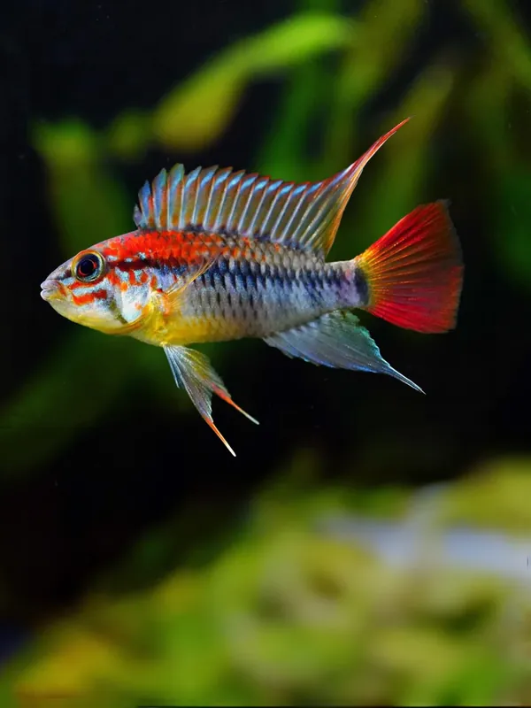 Apistogramma macmasteri Endast idag