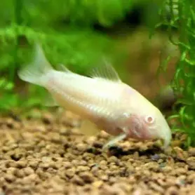 Sänkt pris Corydoras Panda Gold