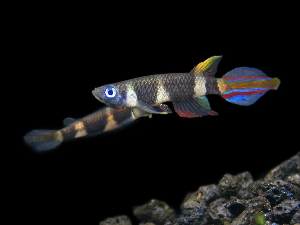 Rabatter Epiplatys annulatus-Clownkilli