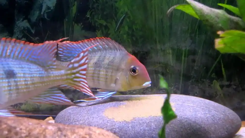 Sista chansen Geophagus orange head